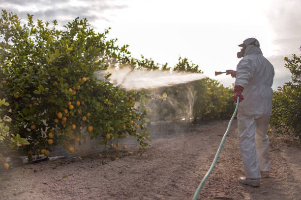 Best Bed Bug Extermination  in Buena, NJ